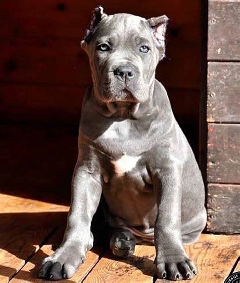 How to get a puppy. . Cane corso breeders in texas